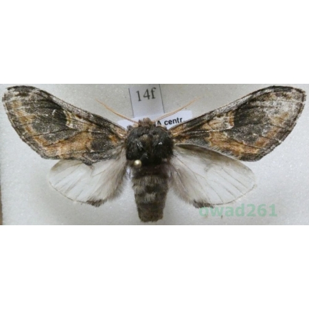 Notodonta tritophus (Denis & Schiffermüller, 1775) male Garbatka miesięcznica Czech14f